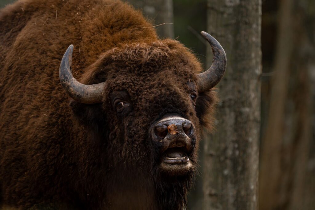 Bisons live freely on Bornholm in Denmark and aid in the efforts for climate protection.