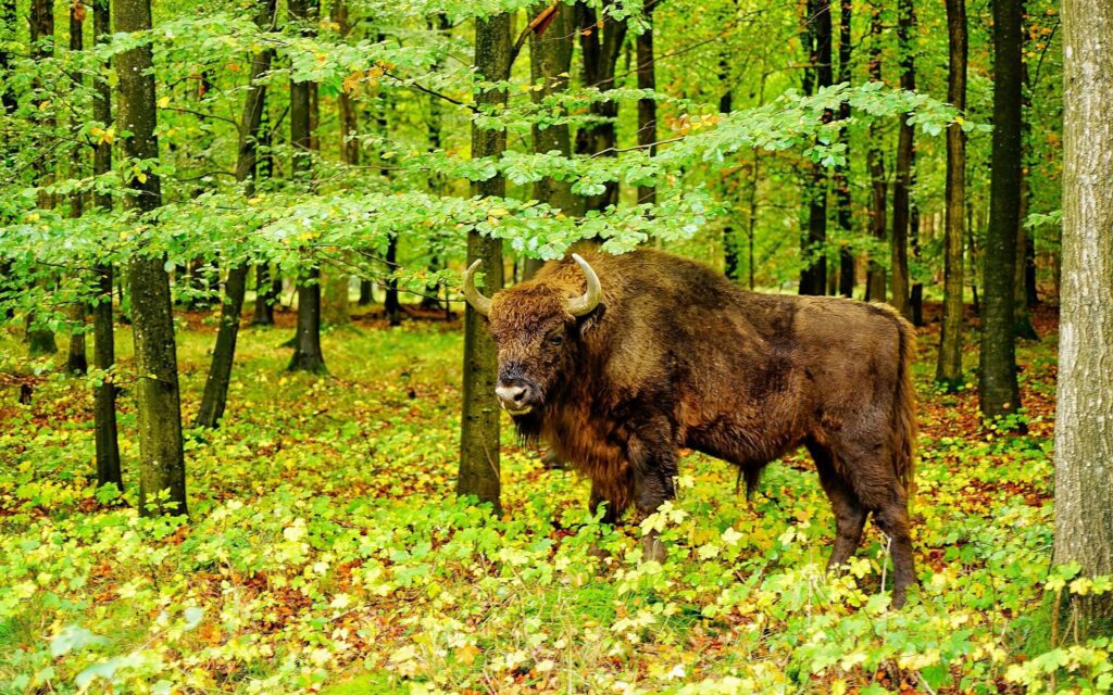 Wisente grasen in dänischen Wäldern auf der Insel Bornholm, um die Artenvielfalt zu fördern.