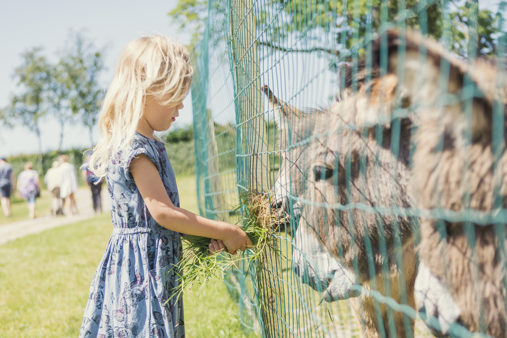 Brændesgårdshaven is an amusement park for families on Bornholm that will be happy to entertain your wedding guests.