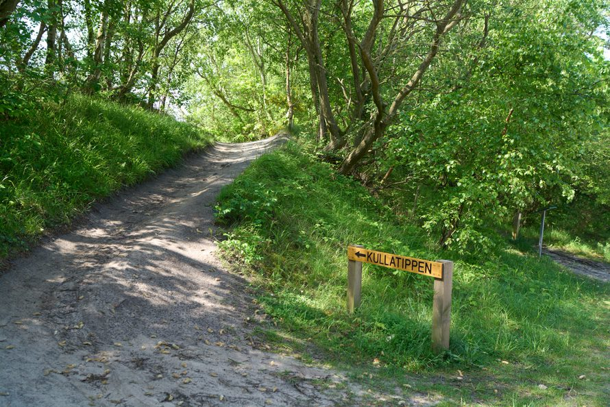 A wooded path creates a natural aisle for a beach wedding on the Danish island of Bornholm.