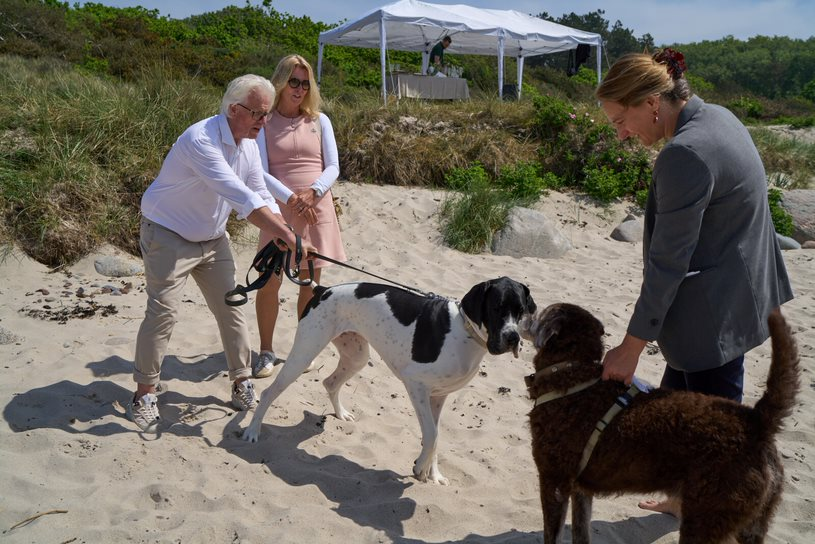 Two dogs greet each other during a Danish beach wedding on Bornholm.